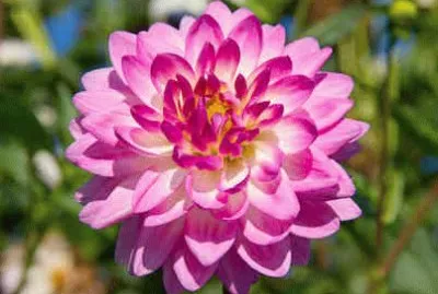 Dahlia