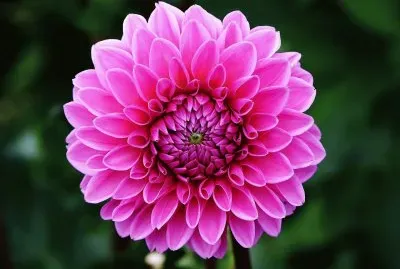 Dahlia