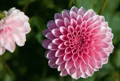 Dahlia