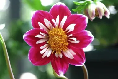 Dahlia