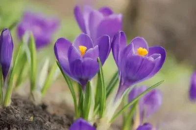 crocus jigsaw puzzle