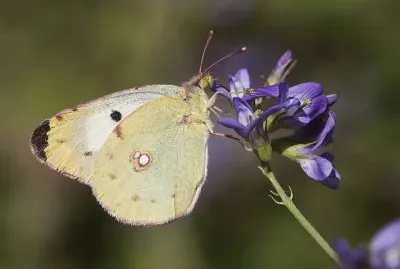 Colias alfacarensis