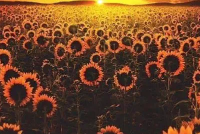 Girasoles jigsaw puzzle