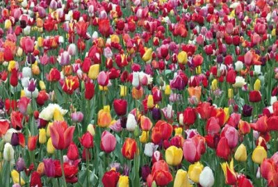 Tulipes