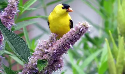 Goldfinch on Edible Anise Hyssop Flowers