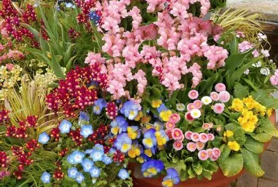 Vibrant Patio Flower Garden