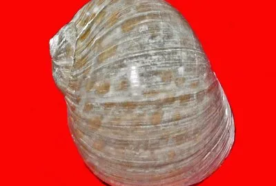 Naticarius stercismuscarum