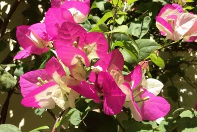 bougainvillier
