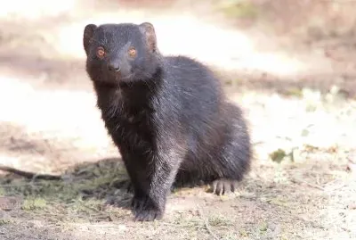 Mangusta del kaokoweld