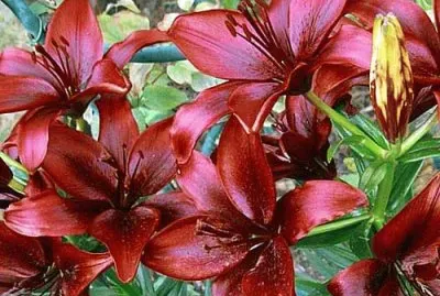 flores jigsaw puzzle