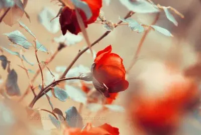 flores jigsaw puzzle