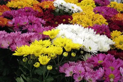 flores