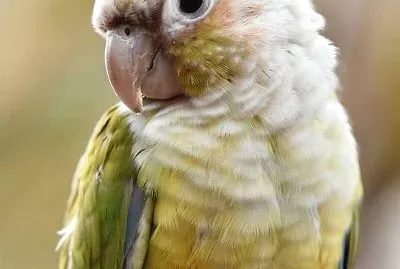 natural