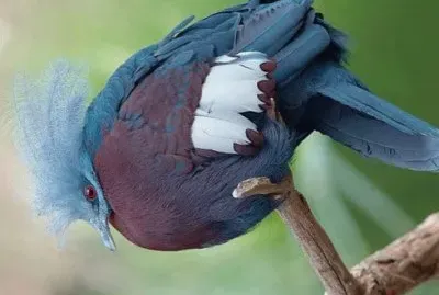 natural