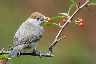 פאזל של natural
