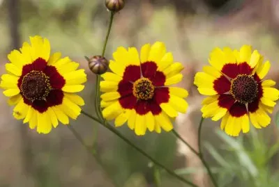 Coreopsis