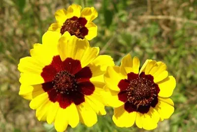 Coreopsis