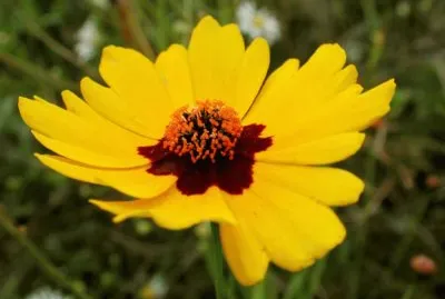 Coreopsis