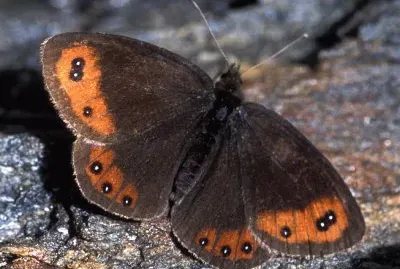 Erebia montana