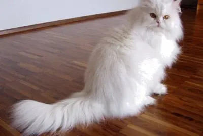 Persiano bianco