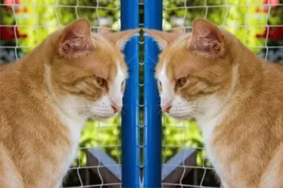 JSPuzzles-åœ–ç‰‡å»Š (å°ç¨±)