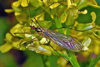 Nephorotoma appendiculata