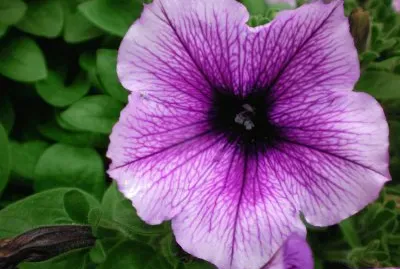 Petunia
