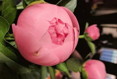 flores