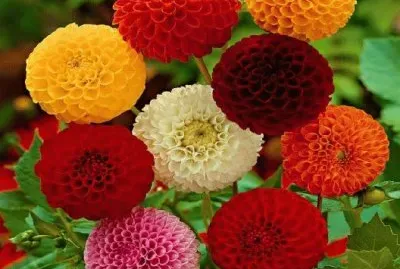 Beautyful Dahlia 's