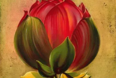 Lotus Bloom