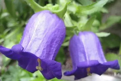 Campanules