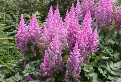 Astilbe