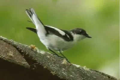 Balia semitorquata