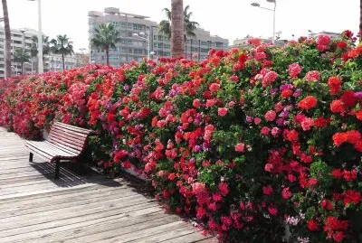 puente de las flores-valencia