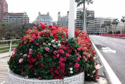 puente de las flores-valencia