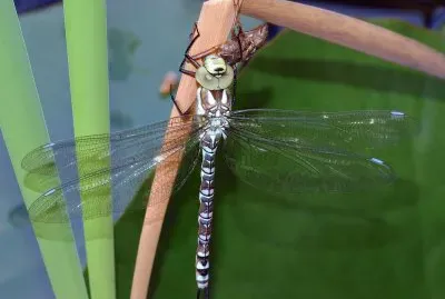 Aeshna cyanea