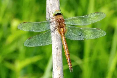Aeshna isoceles