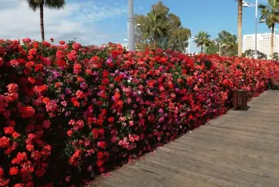puente de las flores-valencia