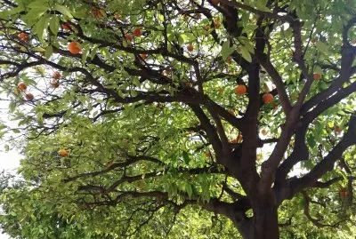 naranjos en el cauce del turia
