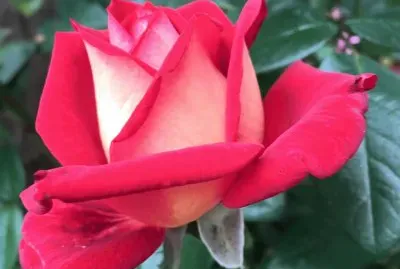 belle rose