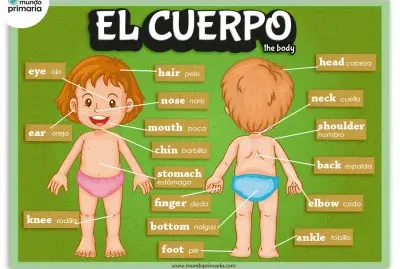 ANATOMIA - ANATOMY jigsaw puzzle