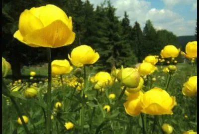 Bouton d 'or