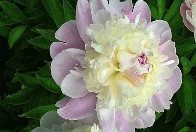 flores