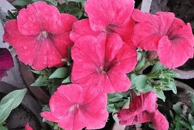 flores
