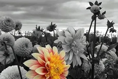 cores