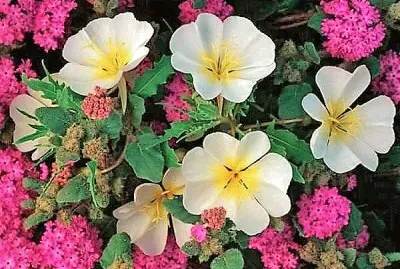 flores