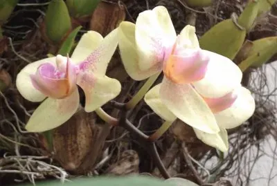 orquideas