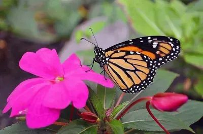 natural jigsaw puzzle