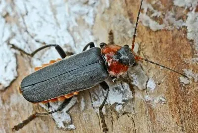 Canthar fusca