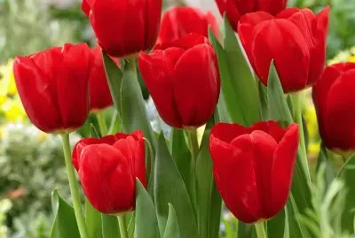 Tulips